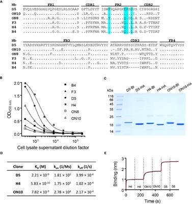 A highly sensitive nanobody-based immunoassay detecting SARS-CoV-2 nucleocapsid protein using all-recombinant reagents